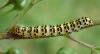 Cucullia scrophulariae